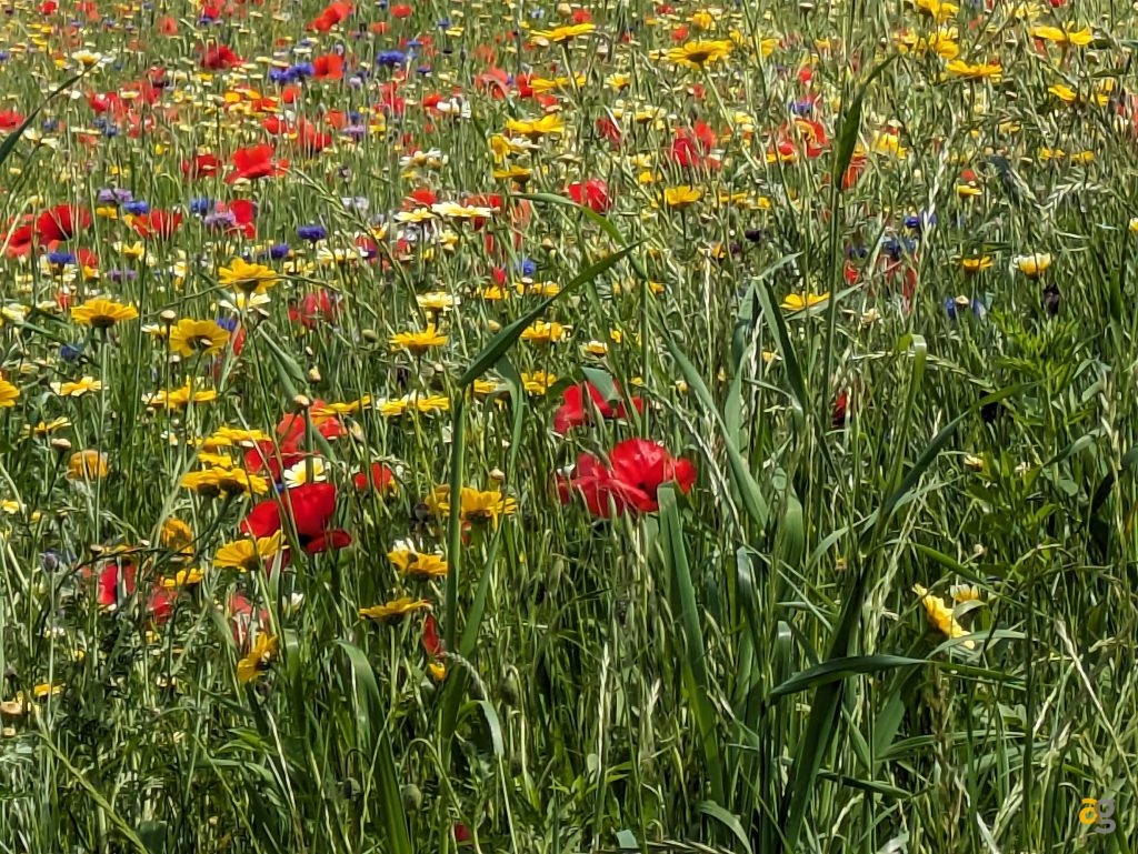 recensione-google-pixel-7a