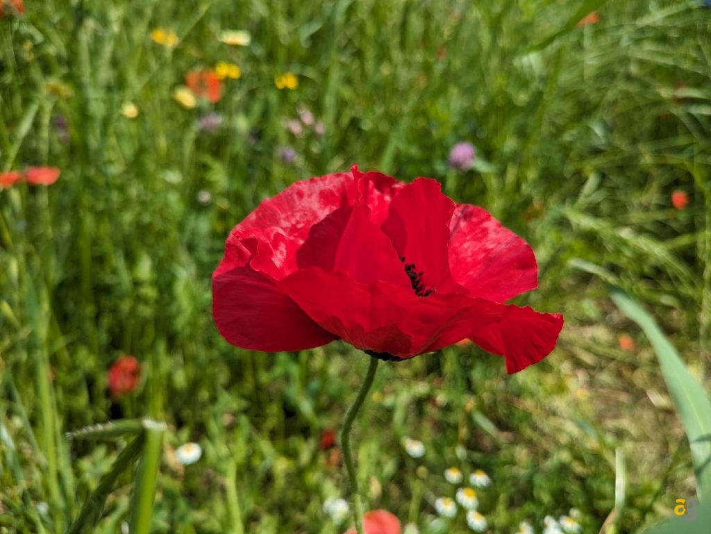 recensione-google-pixel-7a