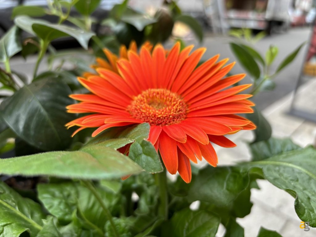 recensione-apple-iphone-15