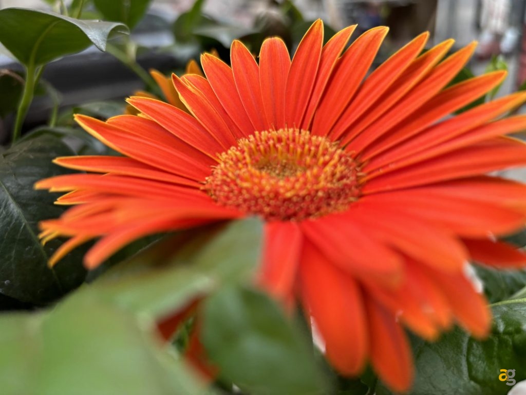 recensione-apple-iphone-15