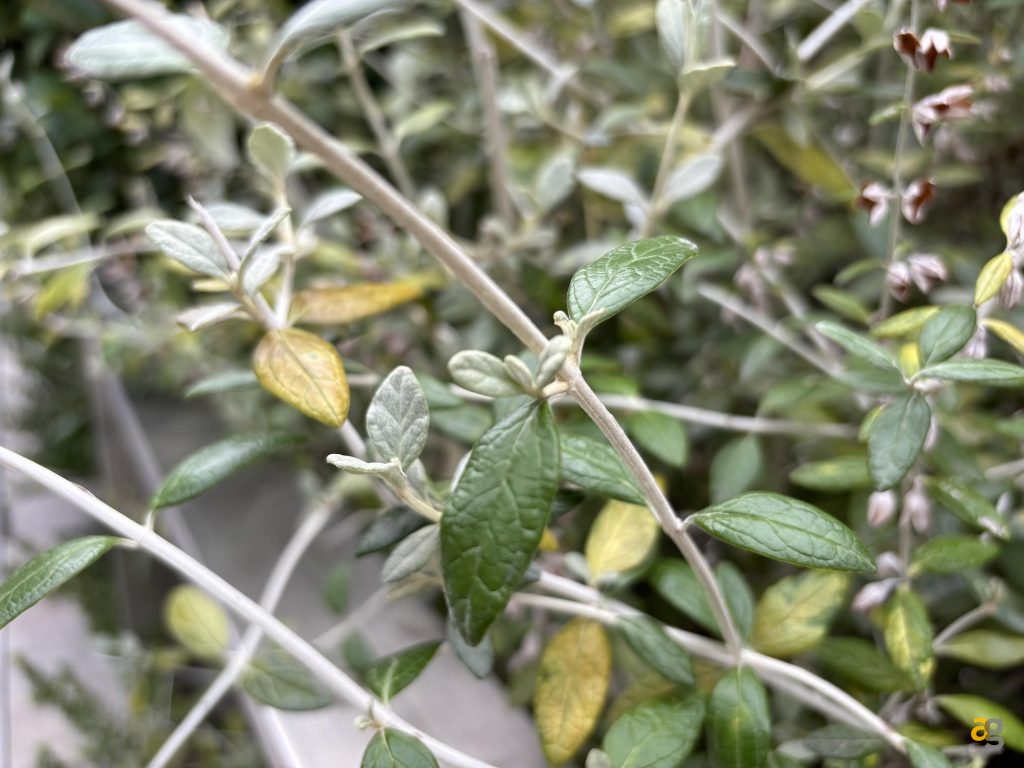 recensione-apple-iphone-15