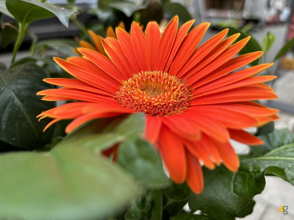 recensione-apple-iphone-15