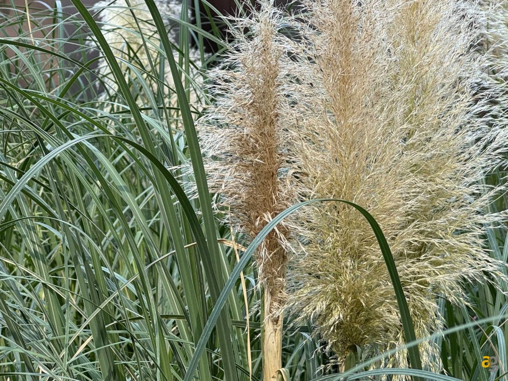 confronto-tra-tutti-iphone-15-quale-comprare