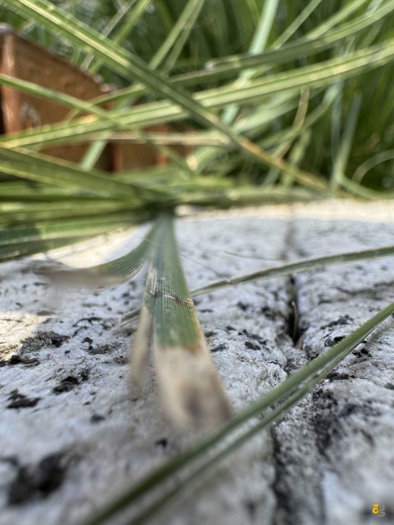 confronto-tra-tutti-iphone-15-quale-comprare