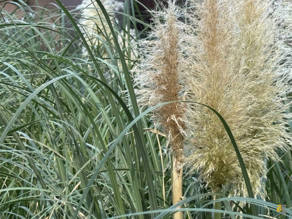 confronto-tra-tutti-iphone-15-quale-comprare