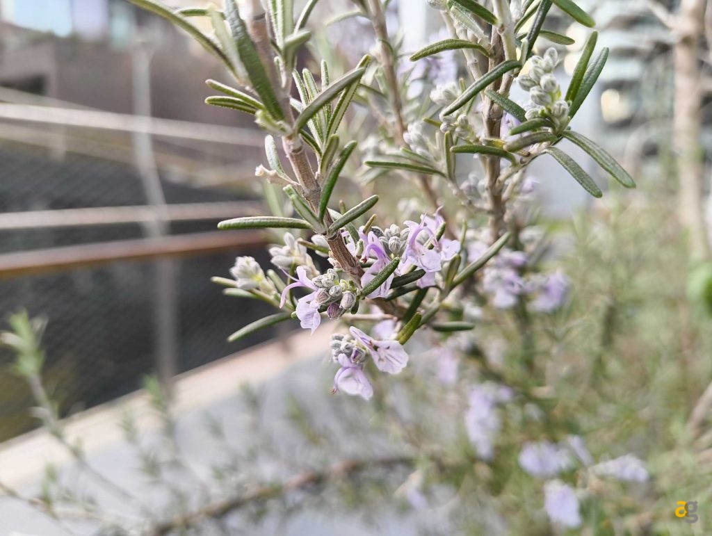 recensione-nothing-phone-2a