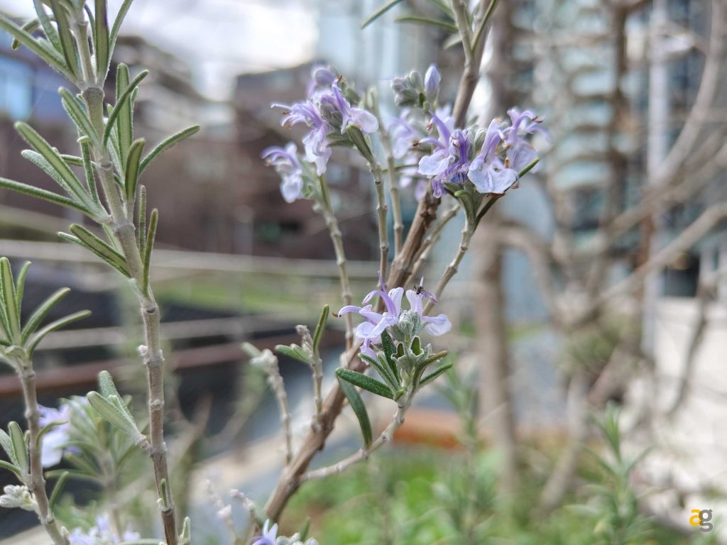 recensione-realme-12-pro