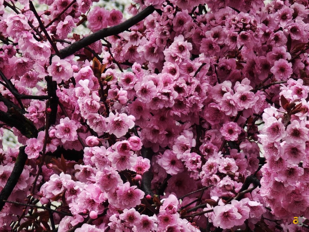 recensione-xiaomi-14-ultra