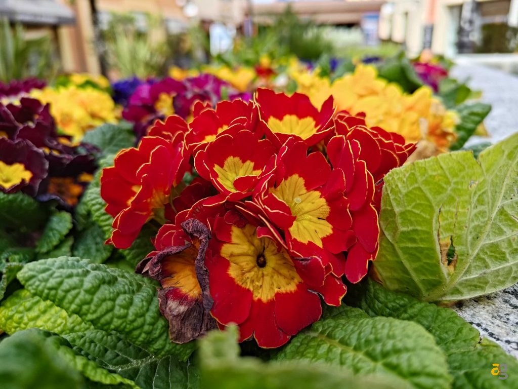 recensione-asus-zenfone-11-ultra