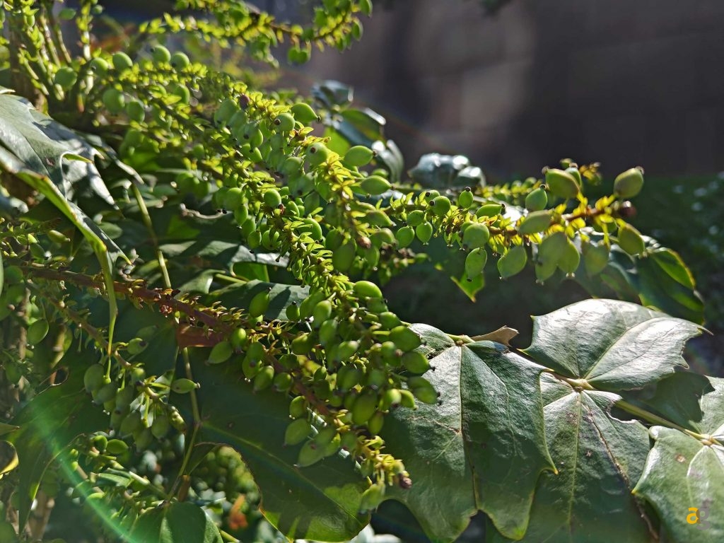 recensione-asus-zenfone-11-ultra