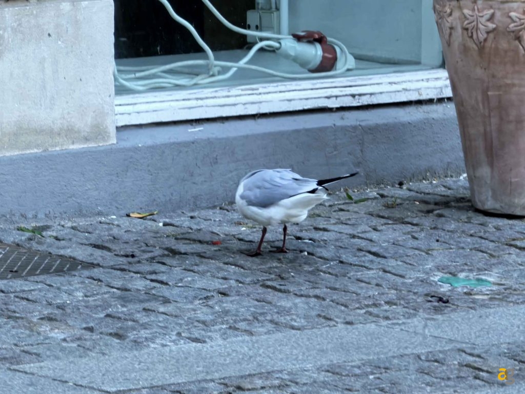 huawei-pura-70-ultra