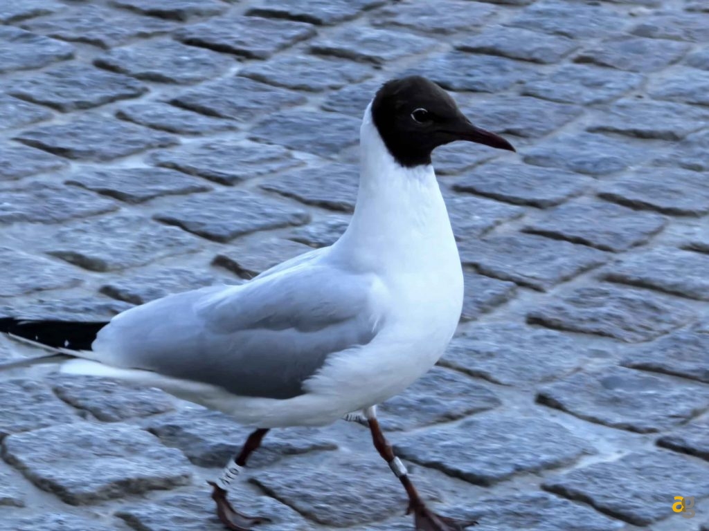 huawei-pura-70-ultra