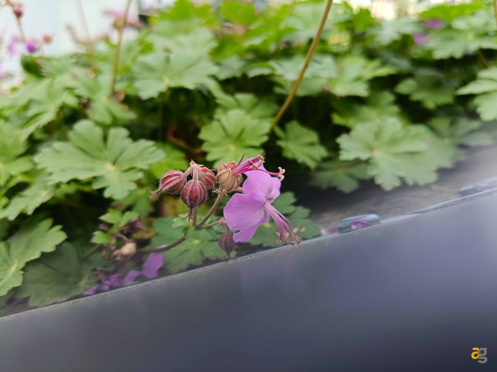 recensione-realme-12