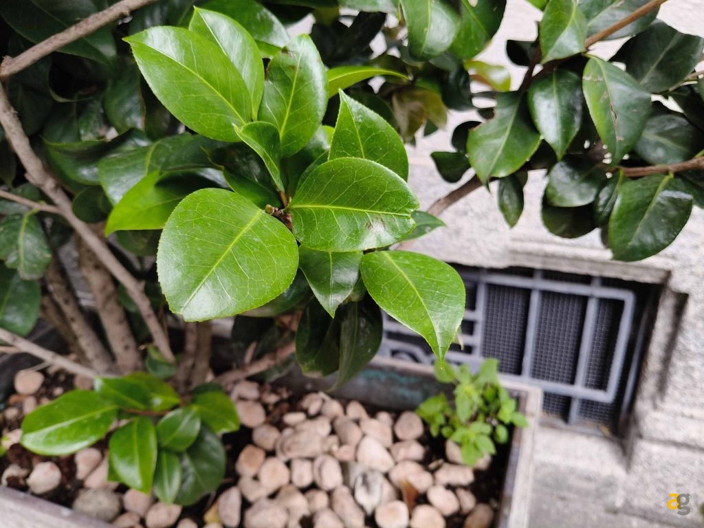 recensione-oppo-reno12-pro