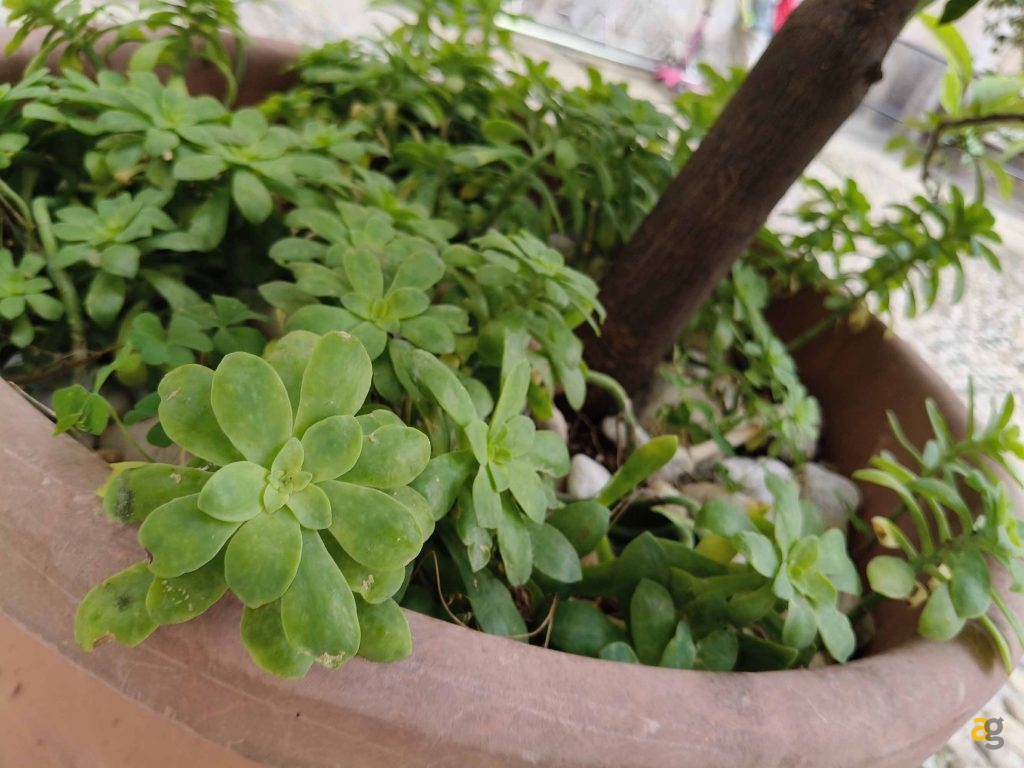 recensione-oppo-reno12-pro