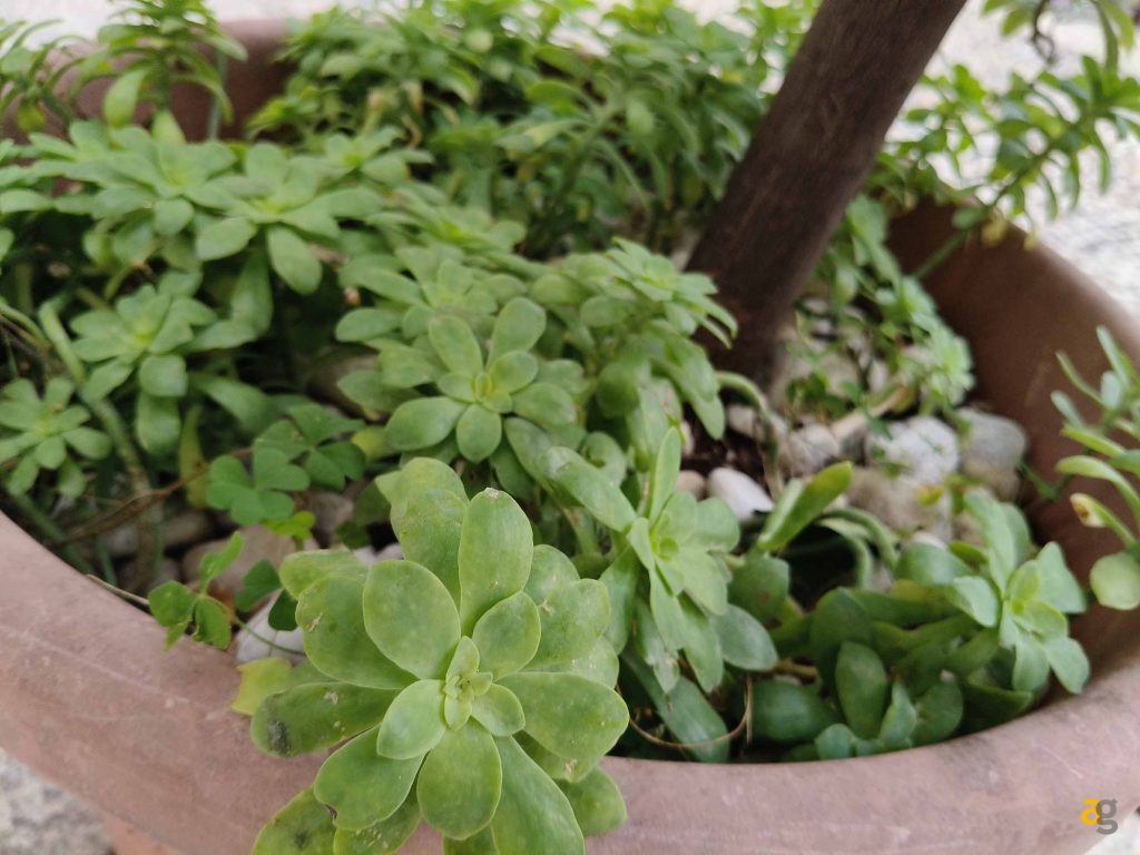 recensione-oppo-reno12-pro