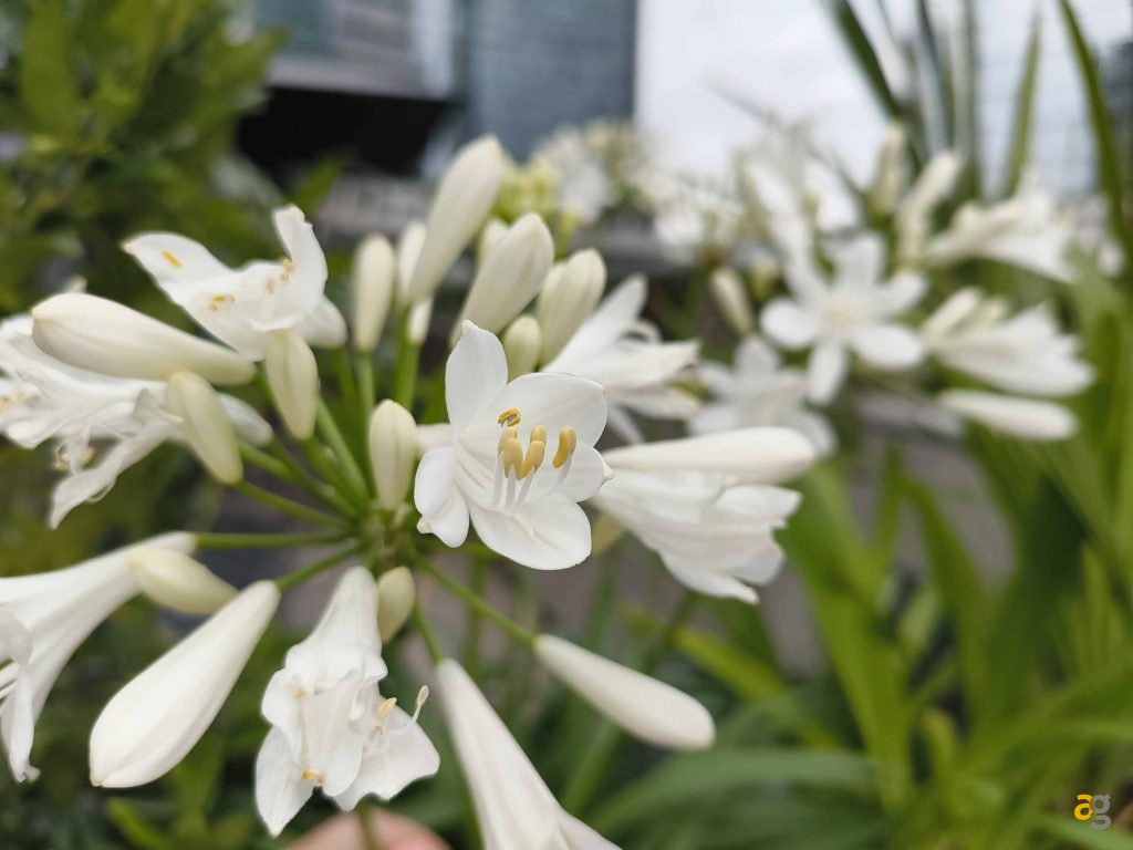 recensione-cmf-by-nothing-phone-1