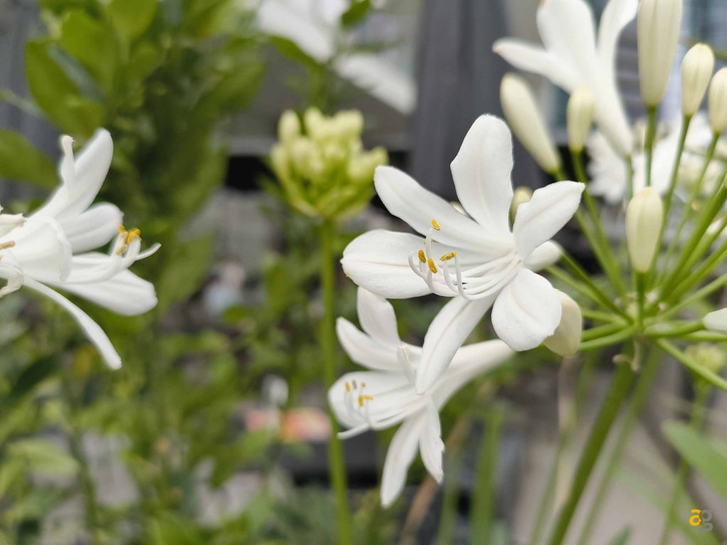 recensione-cmf-by-nothing-phone-1