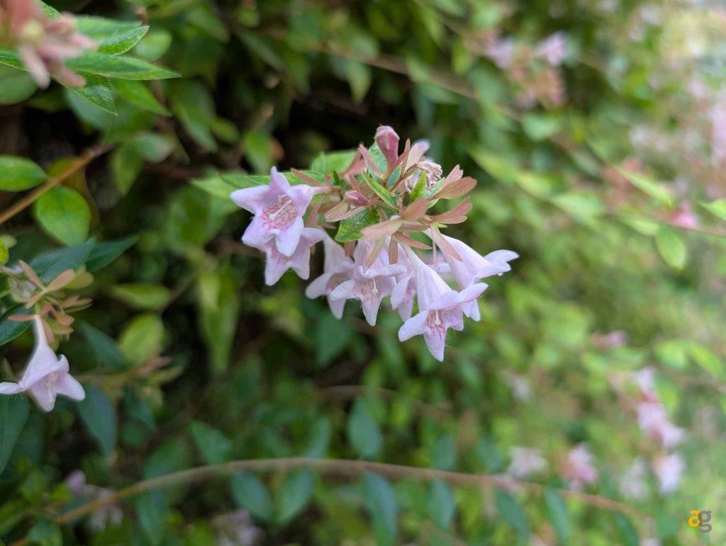 recensione-google-pixel-9