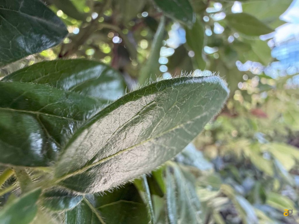 recensione-apple-iphone-16-pro