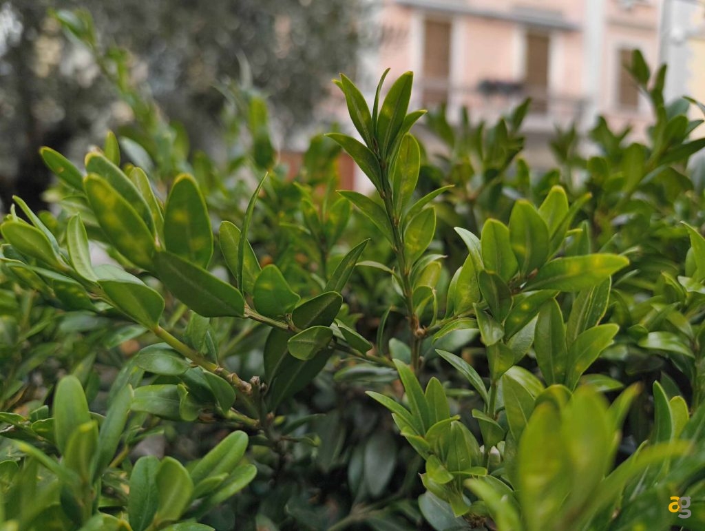 recensione-nothing-phone-2a-plus