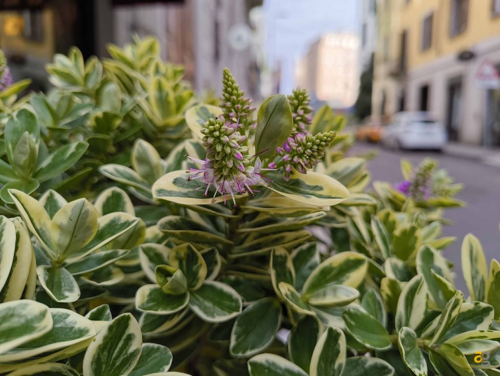 recensione-nothing-phone-2a-plus