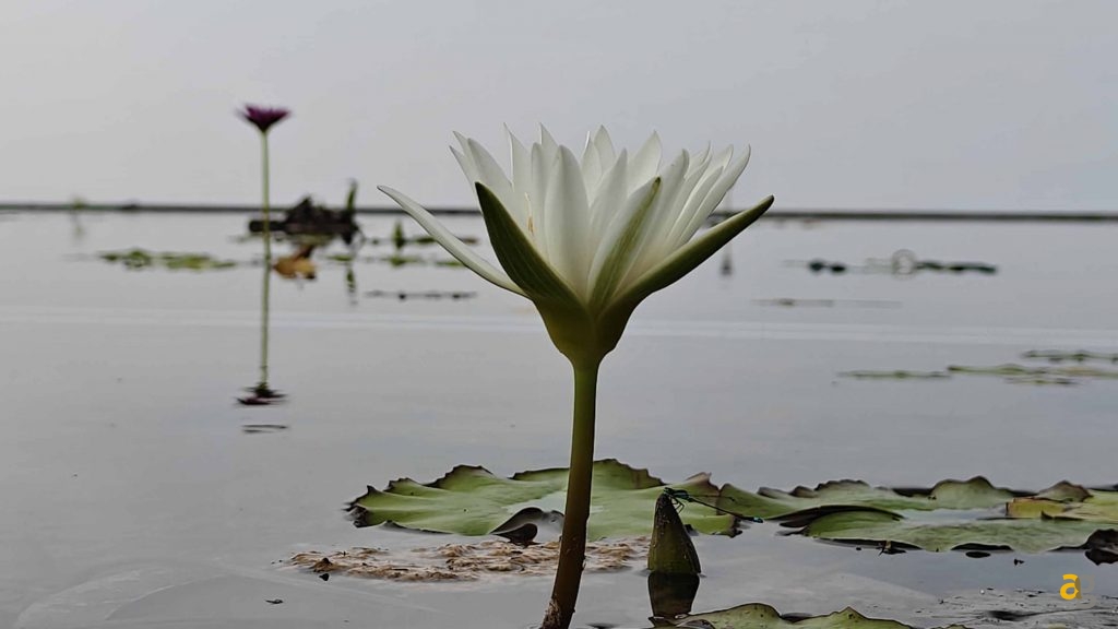 recensione-realme-gt7-pro