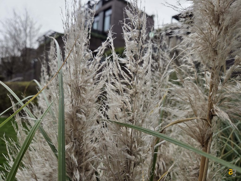 recensione-samsung-galaxy-s25