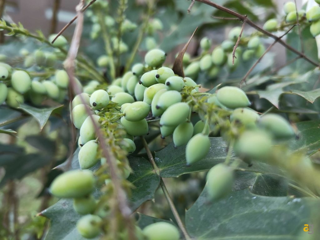 recensione-nothing-phone-3a-pro