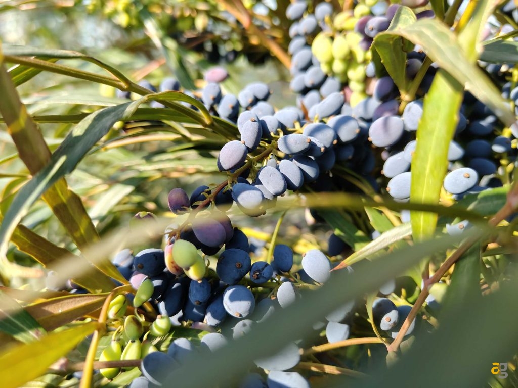 recensione-realme-14-pro-plus