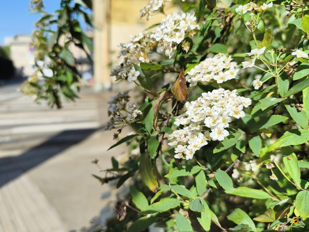 recensione-cmf-phone-2-pro