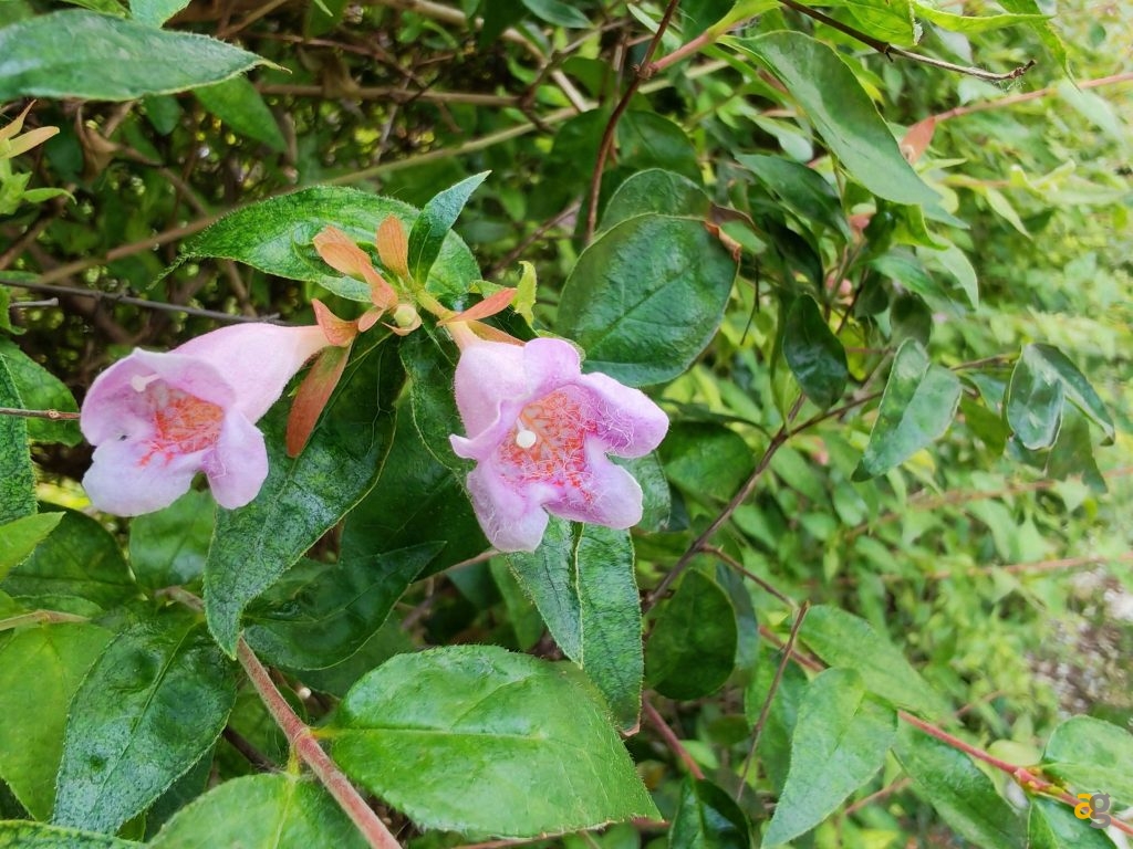 recensione-honor-400