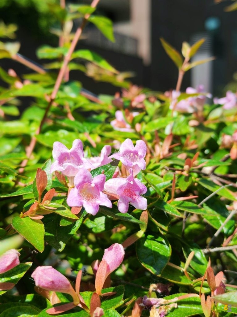 recensione-honor-400