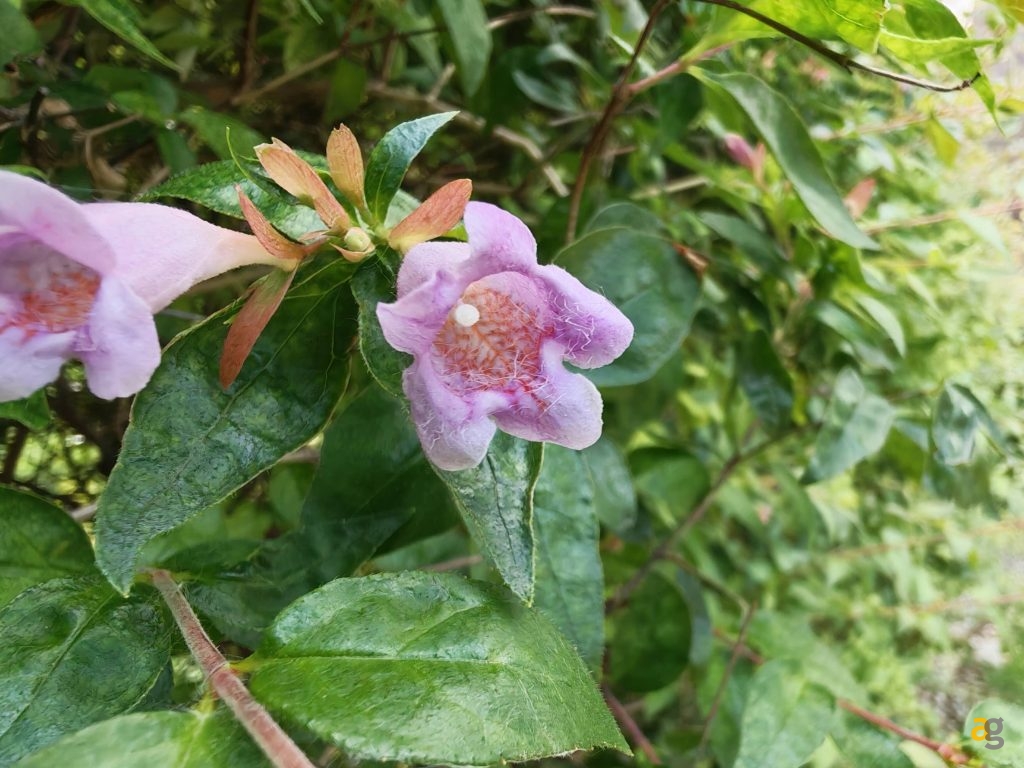 recensione-honor-400-pro