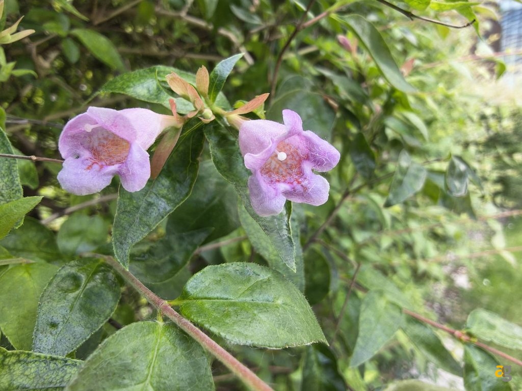 recensione-motorola-edge-60-pro