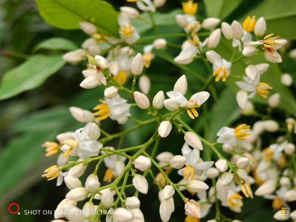 recensione-nubia-z70s-ultra