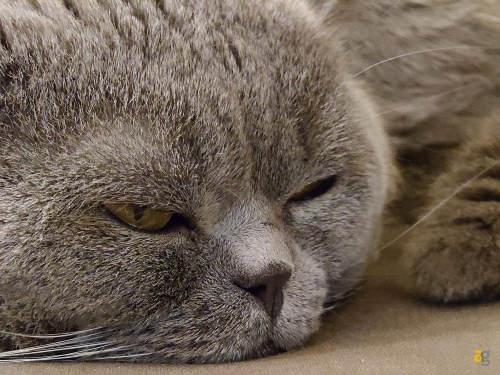 recensione-sony-xperia-1-vii