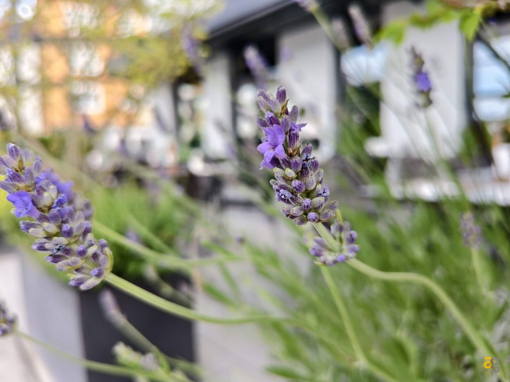 recensione-vivo-x200-fe