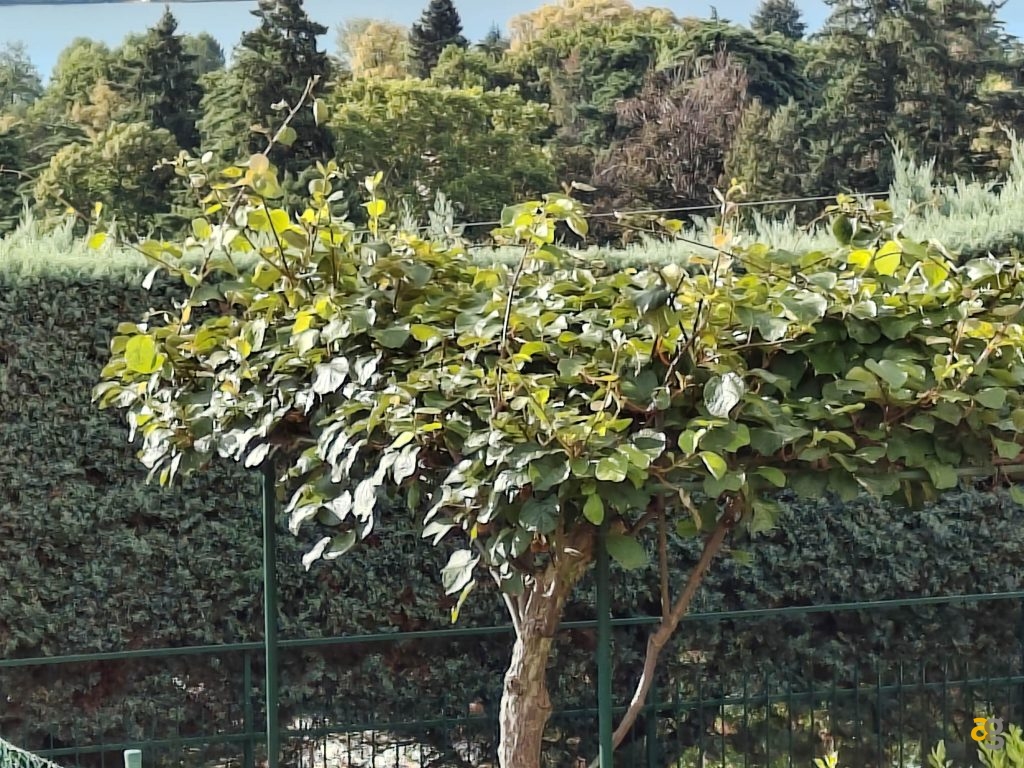 recensione-fairphone-6-android-servizi-google