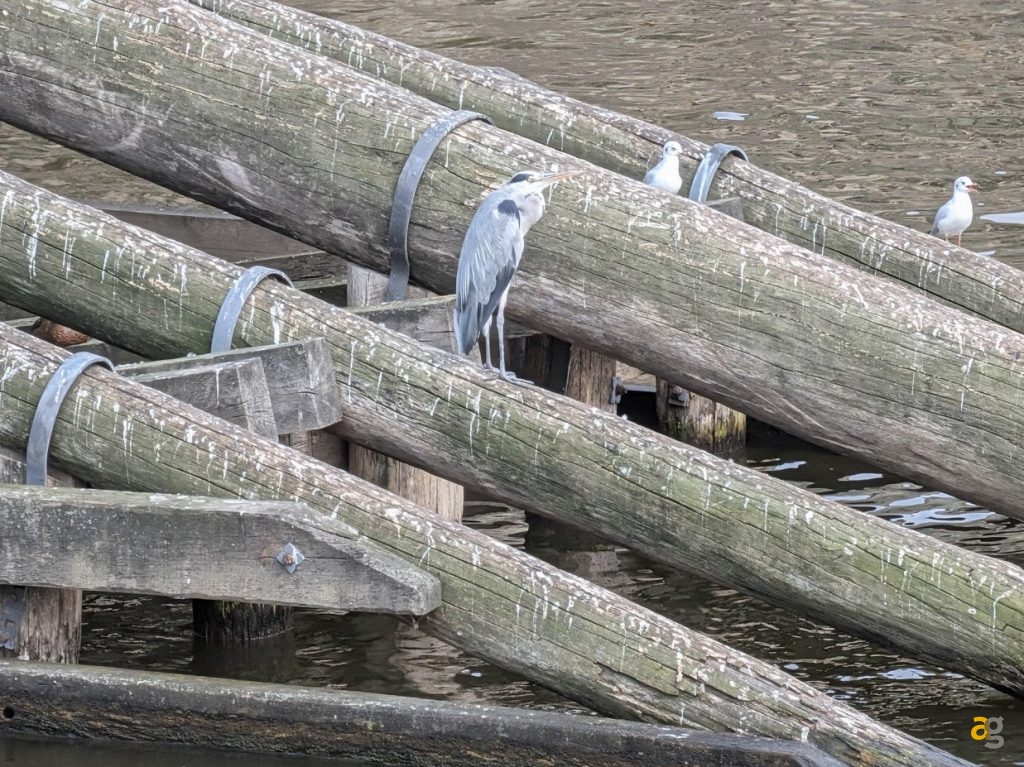 recensione-pixel-10-google