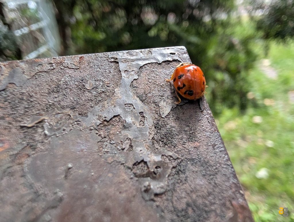 recensione-google-pixel-10-pro-xl