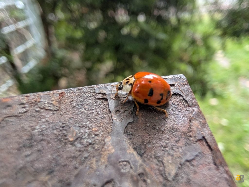 recensione-google-pixel-10-pro-xl