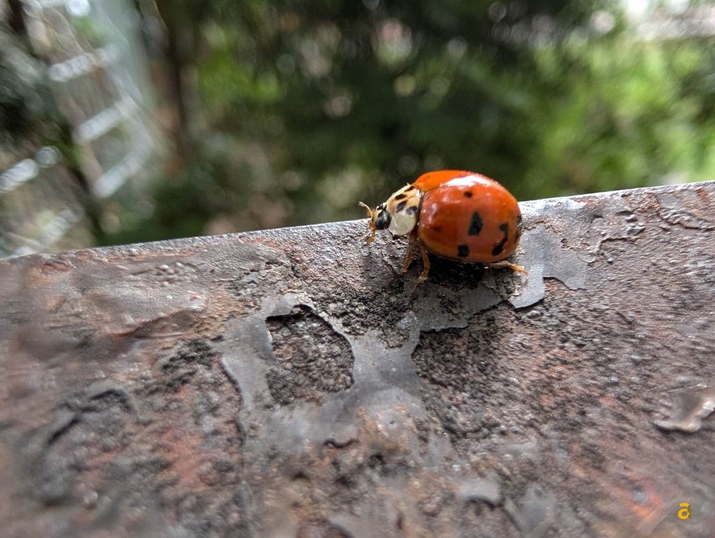 recensione-google-pixel-10-pro-xl