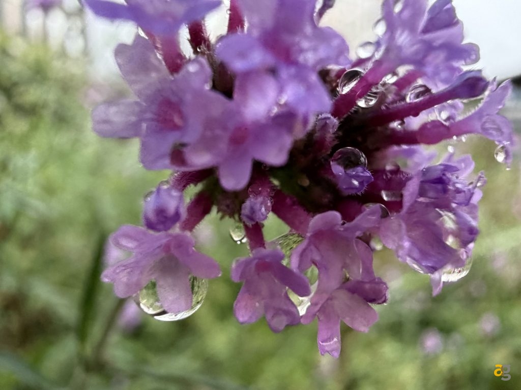 recensione-apple-iphone-17-pro