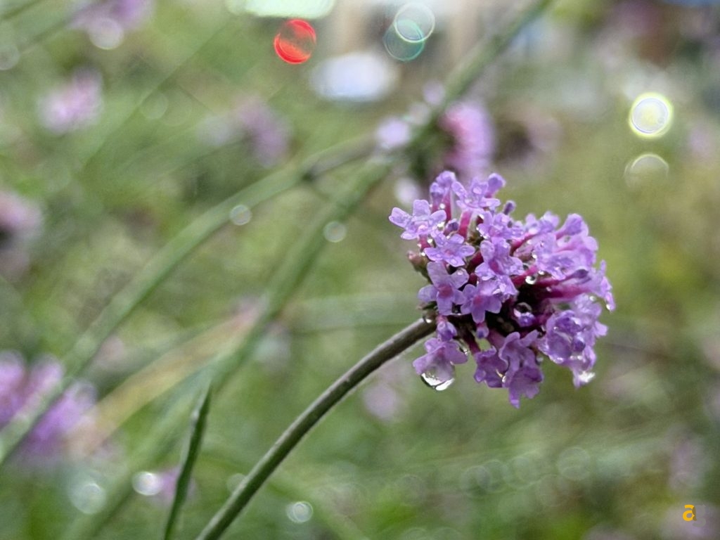 recensione-apple-iphone-17-pro