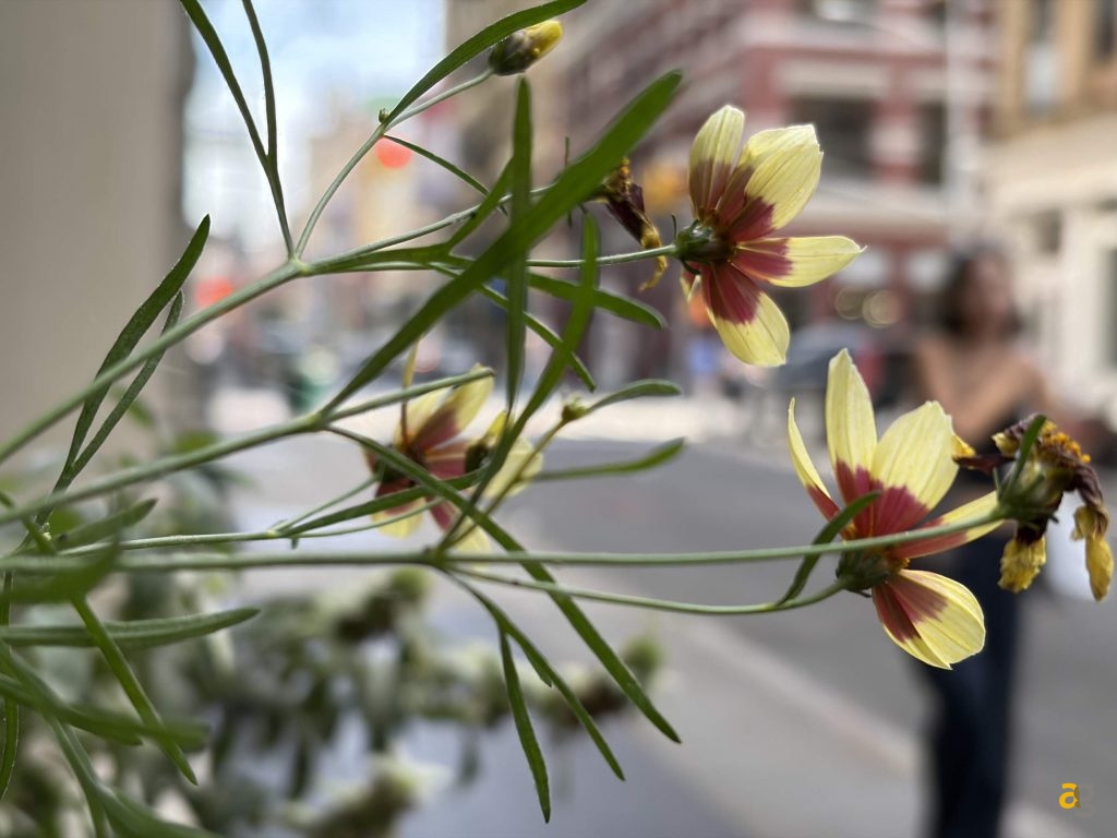 recensione-apple-iphone-17