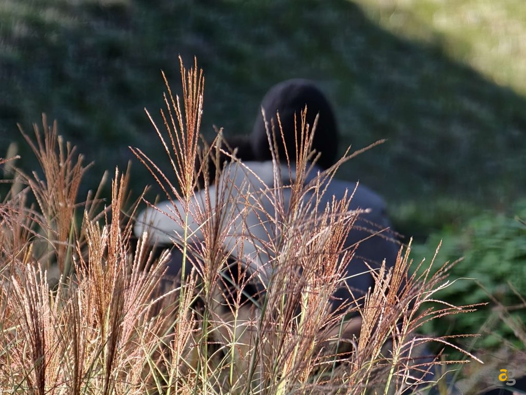 recensione-oppo-find-x9-pro-obiettivi-intercambiabili