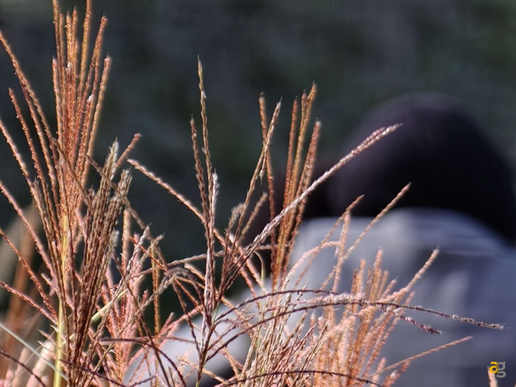 recensione-oppo-find-x9-pro-obiettivi-intercambiabili