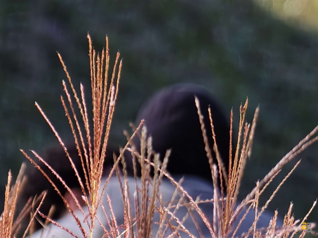 recensione-oppo-find-x9-pro-obiettivi-intercambiabili