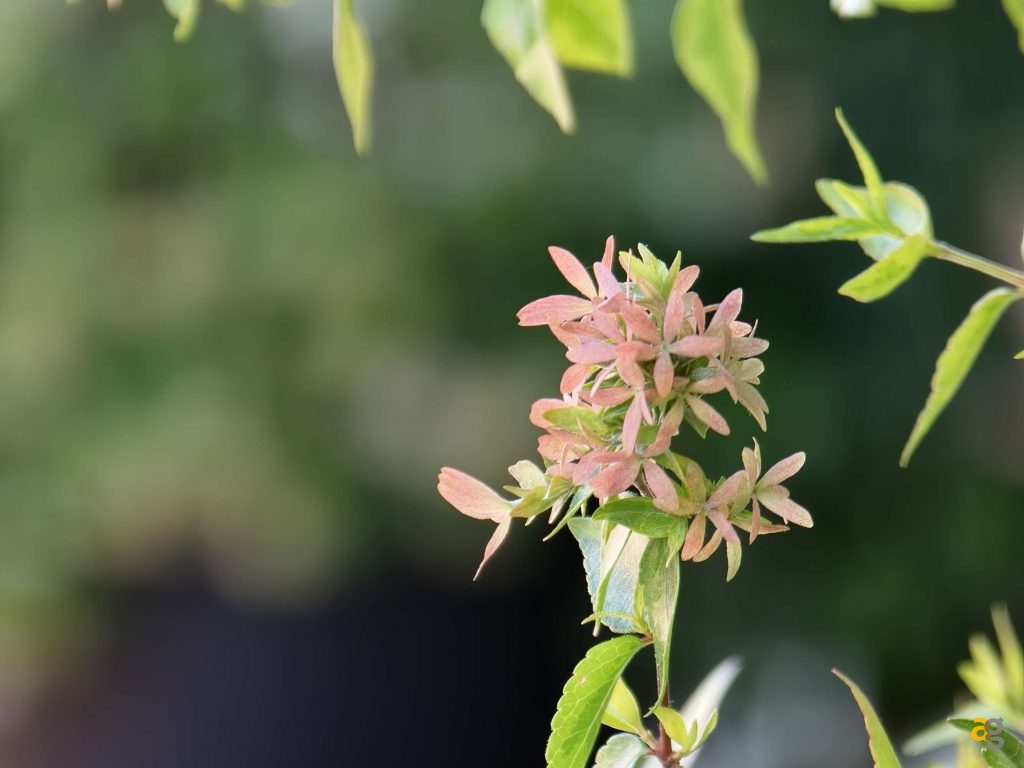 recensione-oppo-find-x9-pro-obiettivi-intercambiabili